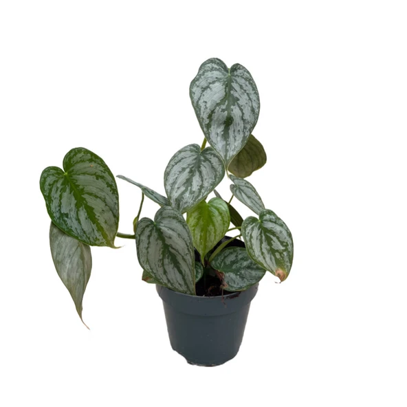 Philodendron Brandtianum - Resim 3