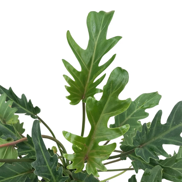 Philodendron Xanadu - Resim 2