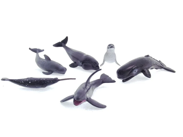 Model Memeli Deniz Hayvanları - Resim 2