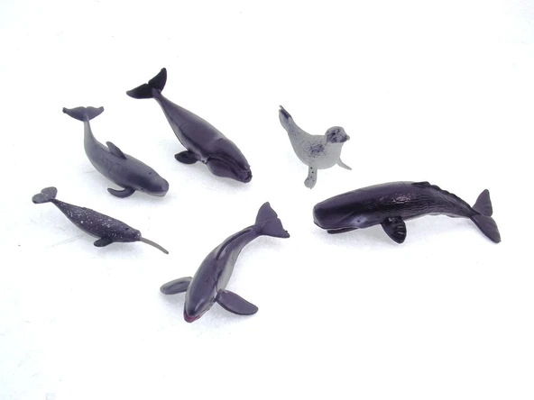 Model Memeli Deniz Hayvanları - Resim 3