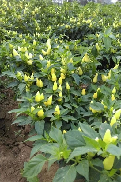 Misket Biberiye Biber Tohumu 5 Gr - 3