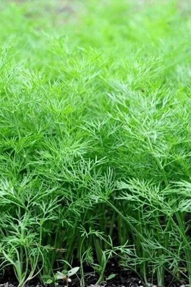 Dere Otu Tohumu 10 Gr - 2