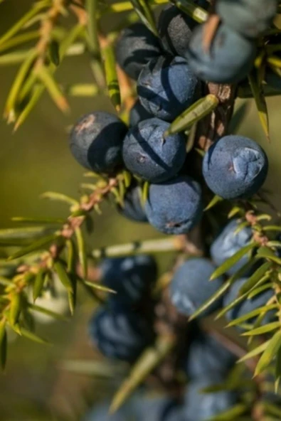 Ardıç Katranı Sabunu Hatay El Yapımı %100 Organik Doğal Sabun 1 Kalıp 130 Gram - 4