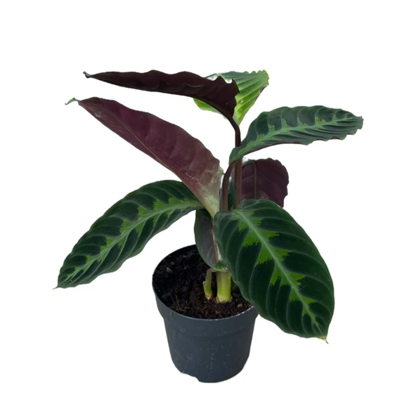 Calathea Warscewiczii (Dua Çiçeği) ürün görseli