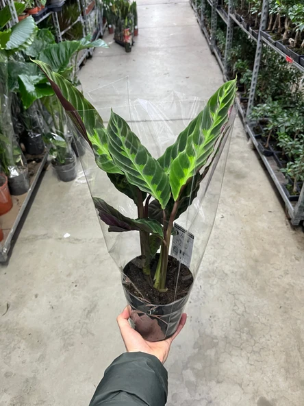 Calathea Warscewiczii (Dua Çiçeği) - Resim 3