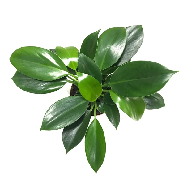 Philodendron 'Green Princess' - Resim 2