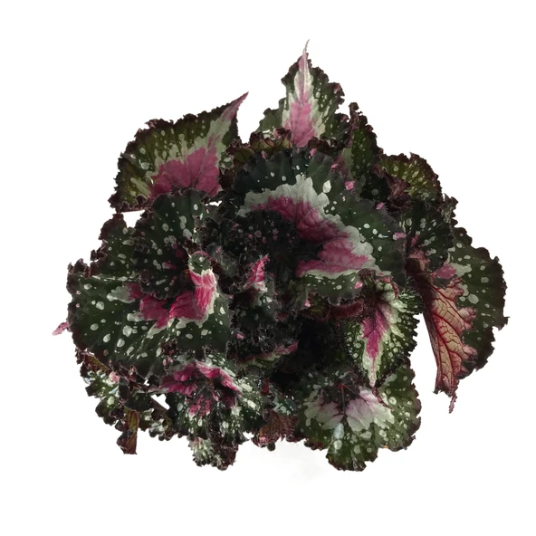 Begonia Rex 'Alaska Creek' (Begonya Çiçeği) - Resim 2