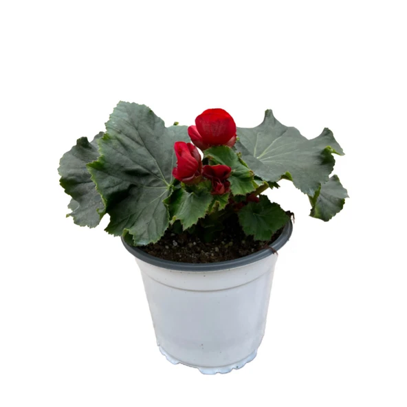 Begonia Elatior 'Red' (Katmerli Begonya) ürün görseli