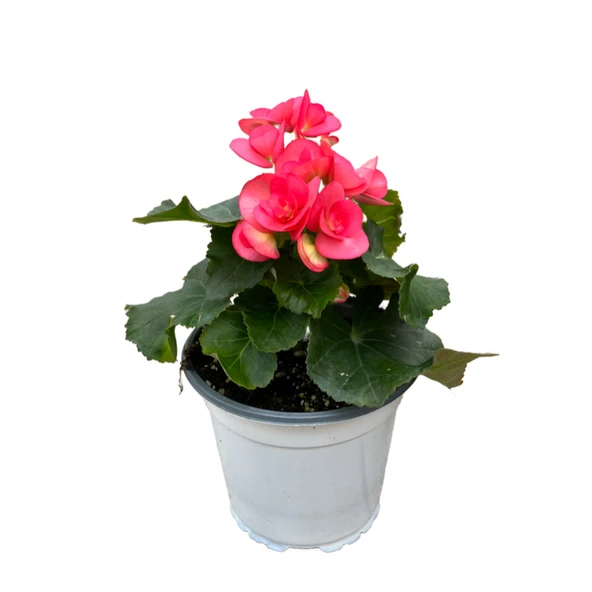 Begonia Elatior 'Pink' (Katmerli Begonya) ürün görseli