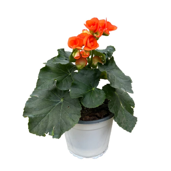 Begonia Elatior 'Orange' (Katmerli Begonya) ürün görseli