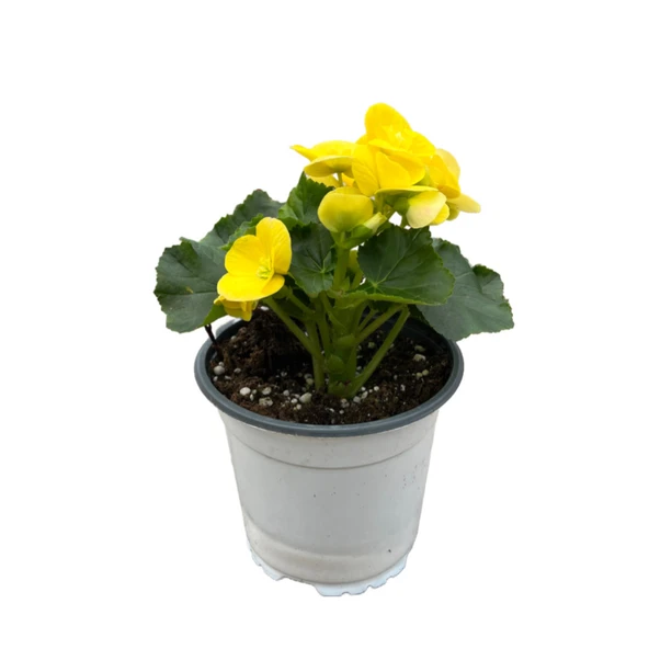 Begonia Elatior 'Yellow' (Katmerli Begonya) ürün görseli