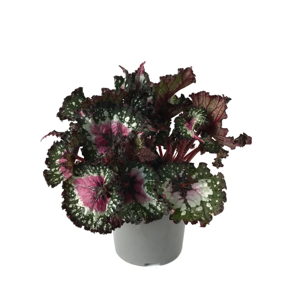 Begonia Rex 'Alaska Creek' (Begonya Çiçeği) ürün görseli