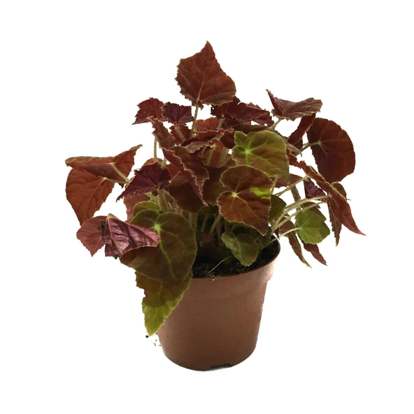 Begonia Rex 'Autumn Ember' (Begonya Çiçeği) ürün görseli