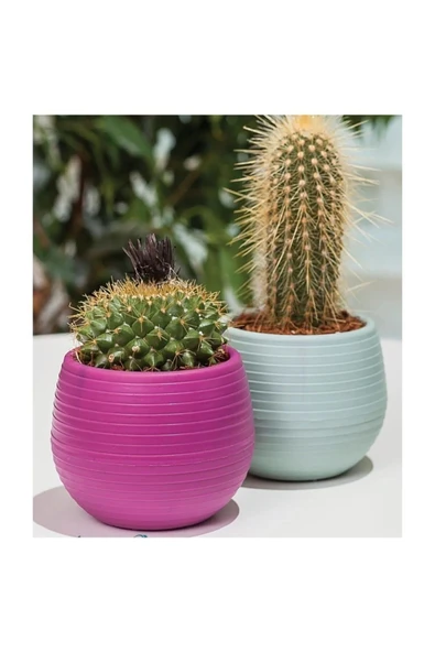 Bitki Ve Kaktüs Saksısı 0,13 Lt 1 No Royaleks-es01