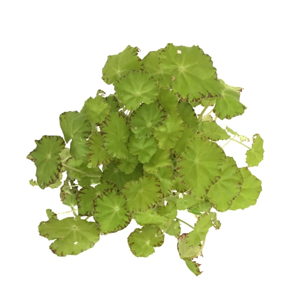 Begonia Rex 'Lima Love' (Begonya Çiçeği) - Resim 2