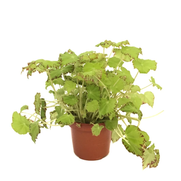 Begonia Rex 'Lima Love' (Begonya Çiçeği) ürün görseli