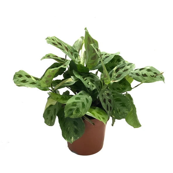 Maranta Leuconeura Kerchoveana 'Variegata' (Dua Çiçeği) ürün görseli