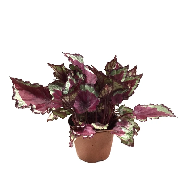 Begonia Rex 'Spitfire' (Begonya Çiçeği)) ürün görseli