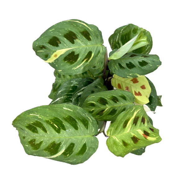 Maranta Leuconeura Kerchoveana 'Variegata' (Dua Çiçeği) - Resim 2