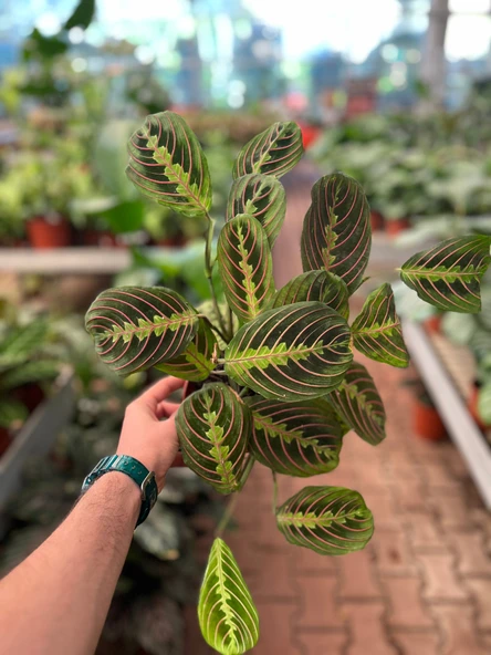 Maranta Leuconeura (Dua Çiçeği) - Resim 3