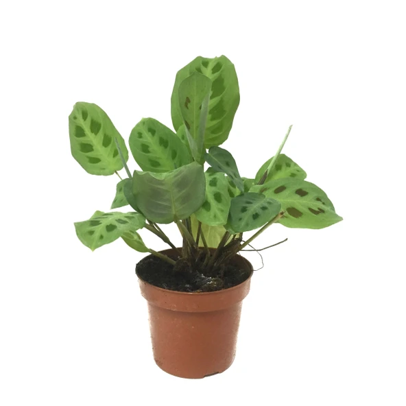 Maranta Leuconeura 'Kerchoveana' (Dua Çiçeği) ürün görseli