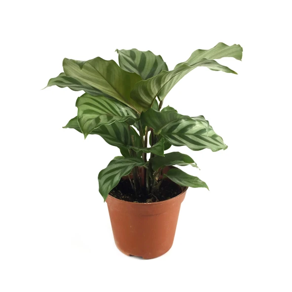 Calathea Concinna 'Freddie' (Dua Çiçeği) ürün görseli