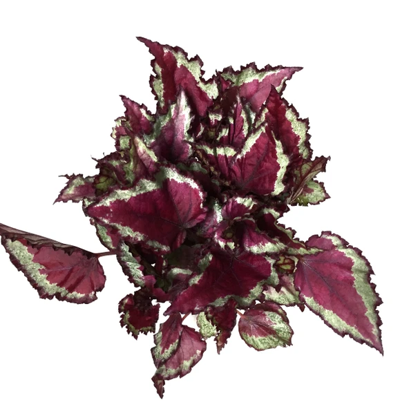 Begonia Rex 'Spitfire' (Begonya Çiçeği)) - Resim 2