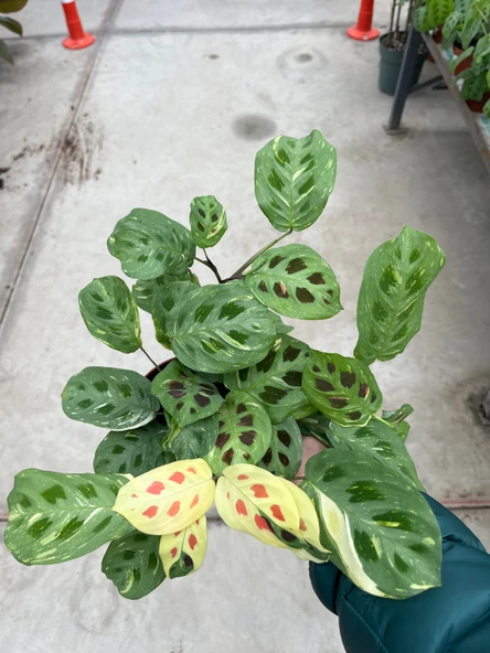 Maranta Leuconeura Kerchoveana 'Variegata' (Dua Çiçeği) - Resim 3