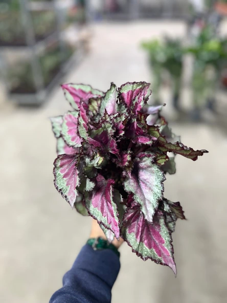 Begonia Rex 'Spitfire' (Begonya Çiçeği)) - Resim 3