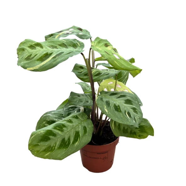 Maranta Leuconeura Kerchoveana 'Variegata' (Dua Çiçeği) ürün görseli