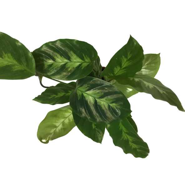 Calathea Misto (Dua Çiçeği) - Resim 2