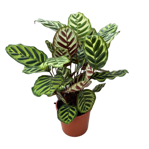 Calathea Makoyana (Dua Çiçeği) ürün görseli