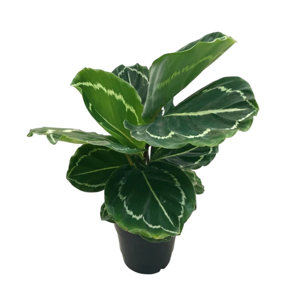 Calathea Roseopicta 'Green Medallion' (Dua Çiçeği) ürün görseli