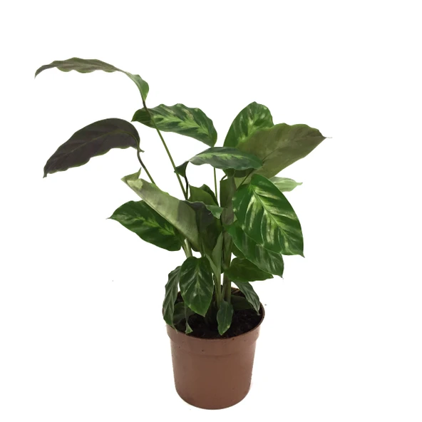 Calathea Misto (Dua Çiçeği) ürün görseli