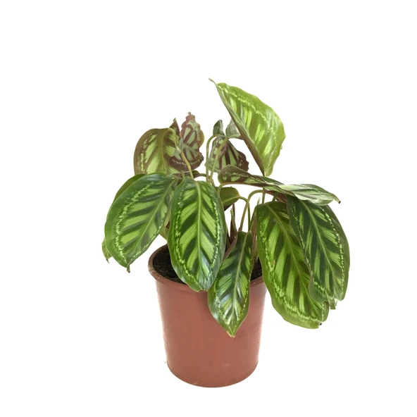 Calathea Medallion 'Flamestar' (Dua Çiçeği) ürün görseli