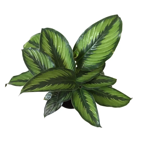 Calathea 'Beauty Star' (Dua Çiçeği) - Resim 2