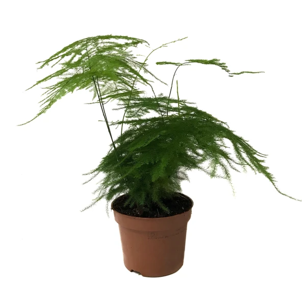 Asparagus Plumosus (Kuşkonmaz Çiçeği) ürün görseli