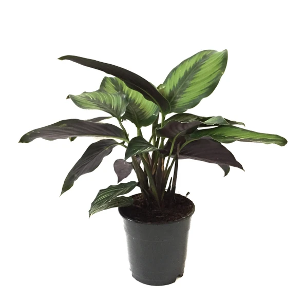 Calathea 'Beauty Star' (Dua Çiçeği) ürün görseli
