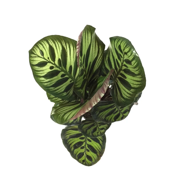 Calathea Makoyana (Dua Çiçeği) - Resim 2
