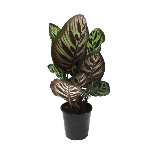 Calathea Makoyana (Dua Çiçeği) ürün görseli
