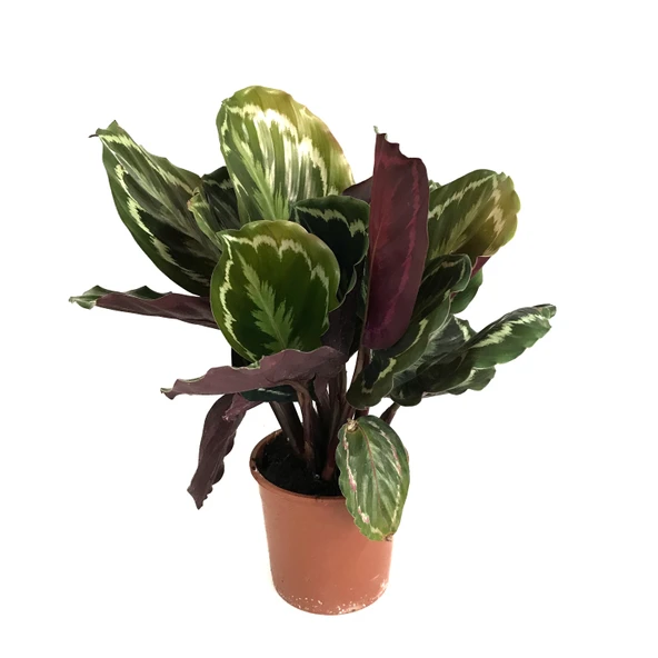 Calathea Medallion (Dua Çiçeği) ürün görseli