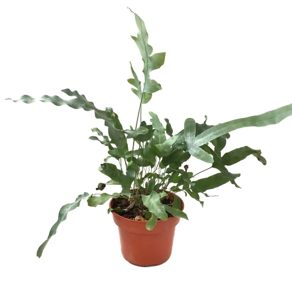 Phlebodium Aureum 'Blue Star' (Mavi Yıldız Eğreltiotu) ürün görseli