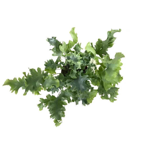 Phlebodium Aureum 'Davana' (Eğrelti Otu) - Resim 2