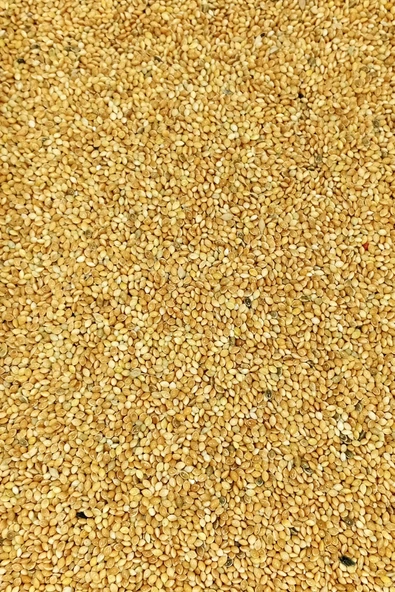 Muhabbet Ve Tüm Egzotik Kuşlar İçin Doğal Taze Tane Sarı Darı - 1 Kg - 2