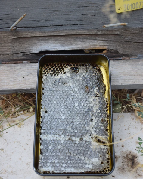 Doğal Petek Bal 1 kg - 3