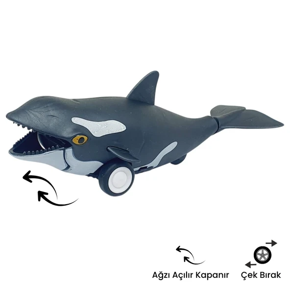 Sürtmeli Hayvanlar 2'li - ORKA Balina Ve Dev Balina - Resim 3