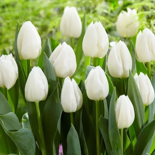 White Prince Beyaz Lale Soğanı (4 adet)