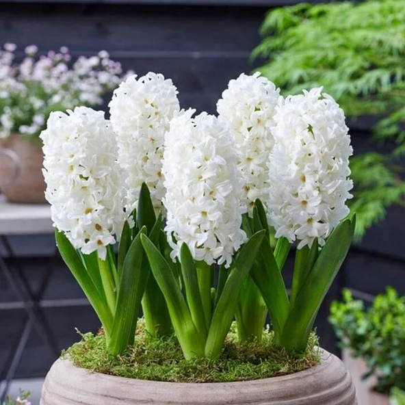 Yoğun Kokulu Beyaz  White Pearl Sümbül Soğanı (3 adet)