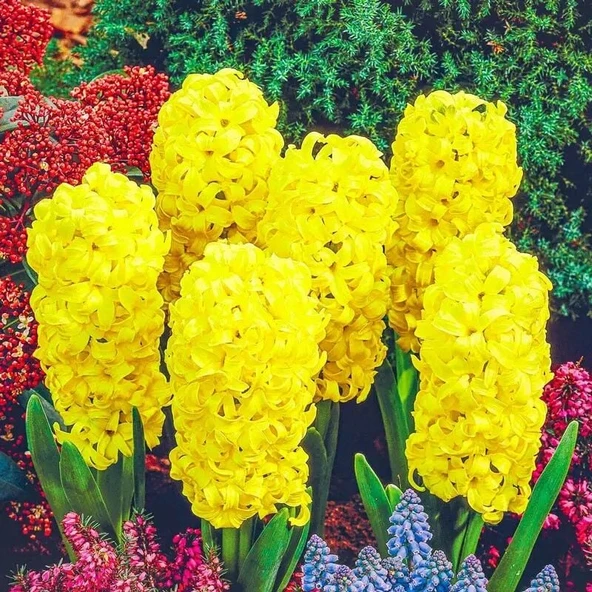 Yoğun Kokulu Gipsy Princess Sarı Sümbül Soğanı(3 det) - 2