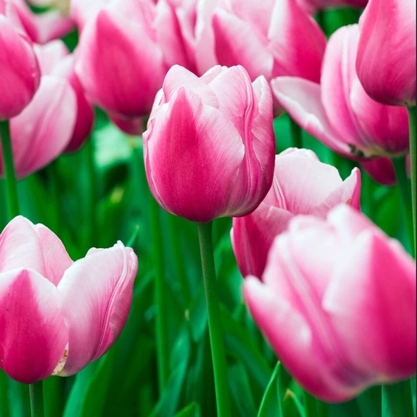 İthal Özel Aafke İri Kafa Özel Pembe BeyazLale Soğanı (4 Soğan)